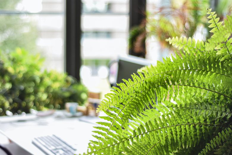 オフィスデザインで環境改善！アートや植物でおしゃれな快適空間に